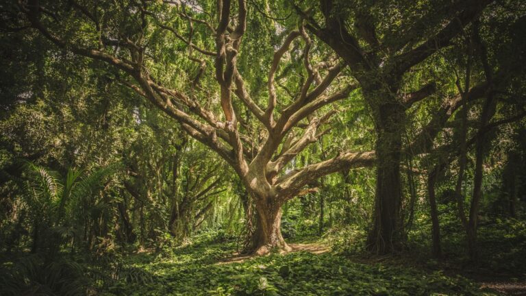 Gli alberi un bene per il nostro pianeta e per la nostra salute