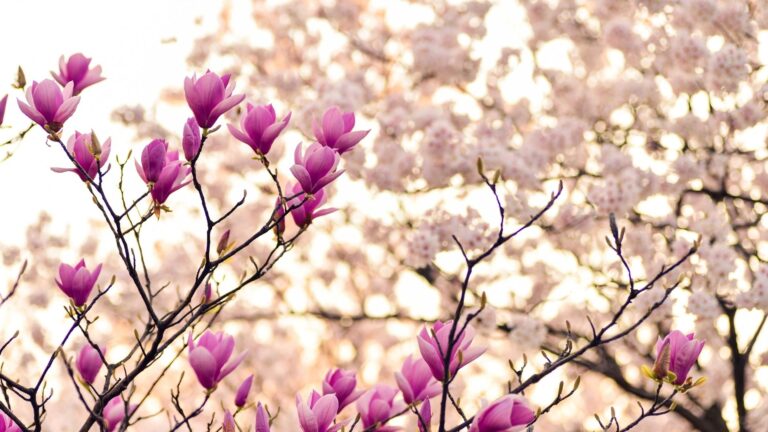 Springmood – 6 cose da fare in primavera